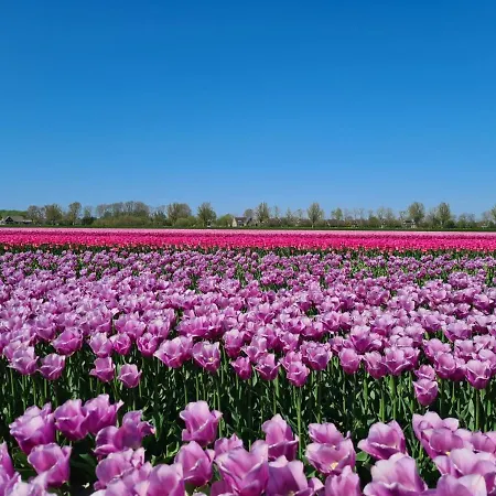 木屋 555 Op Recreatiepark De Wielen *