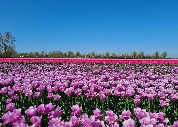 木屋 555 Op Recreatiepark De Wielen *